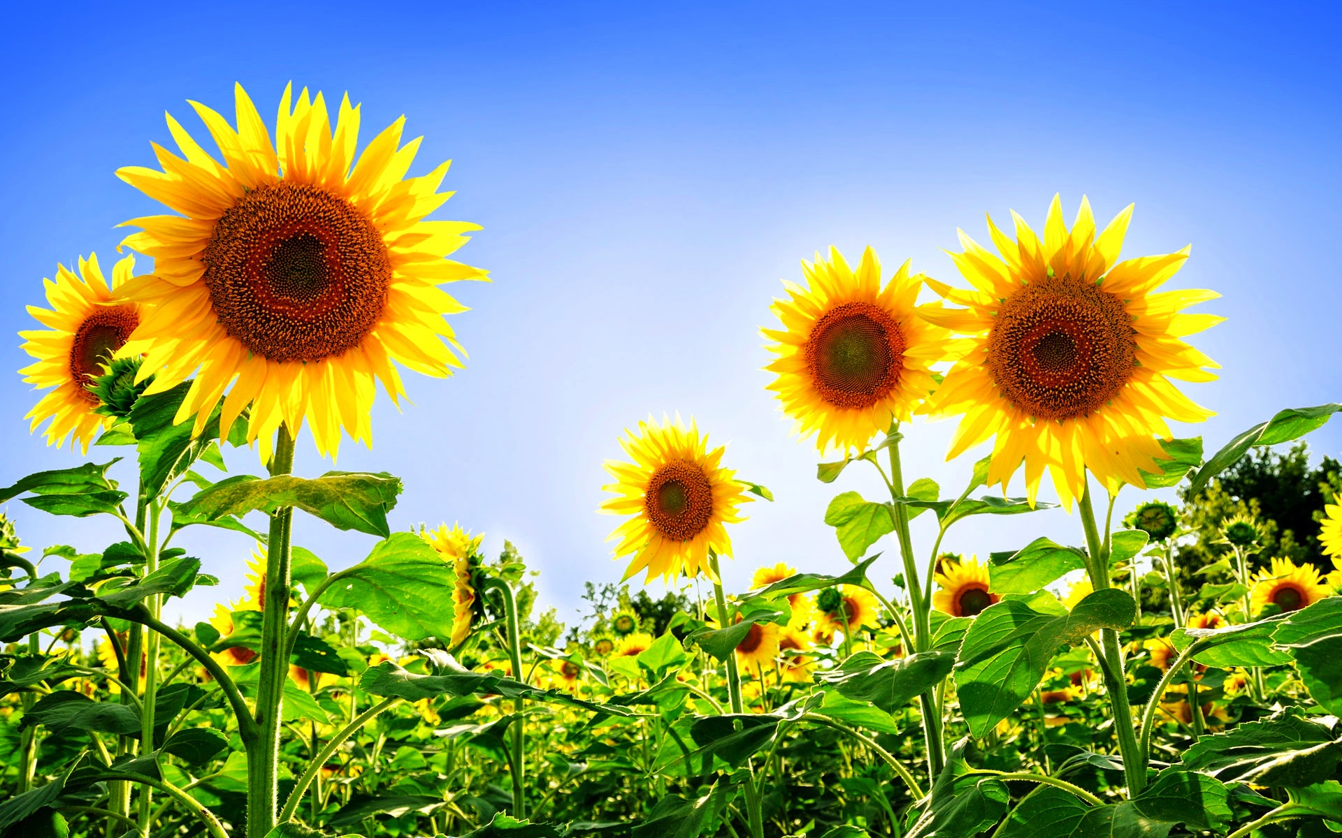 gorgeous_sunflowers